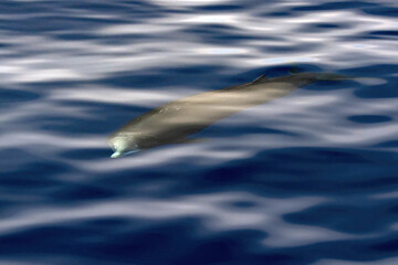 Wall Mural - Cuvier Beaked Whale underwater near sea surface