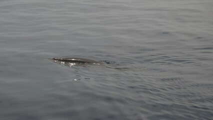 Wall Mural - Cuvier Beaked Whale underwater near sea surface while breathing