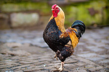 A Domestic Fowl Rooster On A Chicken Yard