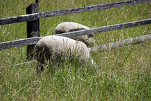 Two Sheep Eating Grass On Pasture