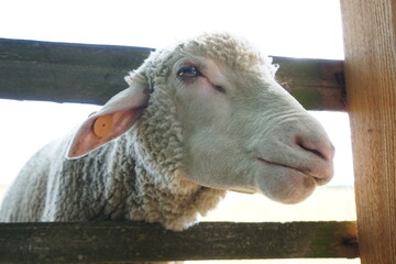 Wall Mural - White sheep sticking head through wooden fence