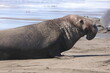 elephant seal in the water