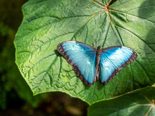 Blue Morpho Butterfly On A Leaf