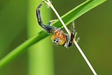 A Jumper Spider On Green Leaf