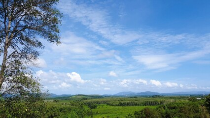 clouds over the forest