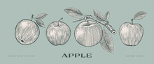 Set Of Hand-drawn Apples In Engraving Style. Dessert Fruits With Leaves. Design Element For Markets, Shops, Cafes, Restaurants, And Packaging. Vintage Botanical Illustration On Background Isolated.