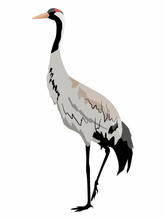 The Gray Crane Stands On One Paw. Realistic Vector Wild Shorebird
