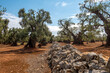 Bardzo stare drzewa oliwne, Puglia, Włochy