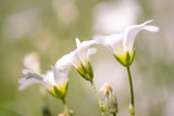 Fototapeta Kwiaty - białe kielichowate kwiatki rogownica polna cerastium arvense