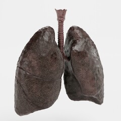 Wall Mural - Realistic 3D Render of Smoker Lungs