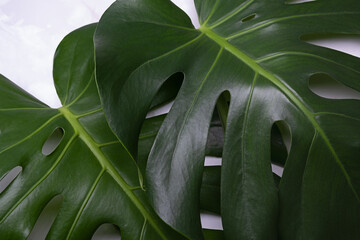 Monstera plant on a grey marble background. concept of minimalism. Monstera deliciosa or Swiss cheese plant tropical leaves background