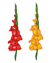 Red And Yellow Gladiolus Isolated On White Background. Vector Illustration Of Flowers.