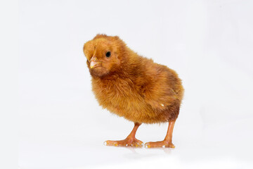 Cute little chicken isolated on white background.