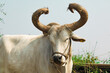 close up view of indian bull or ox,old ox in resting in farm,bulls rural village gujarat,Indian ox or zebu,selective focus