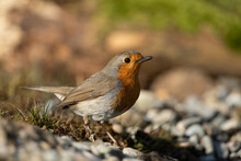 European Robin Looking For Food On The Ground