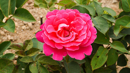 Wall Mural - Rose, the queen of flowers, and splendor