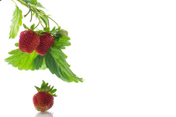 Wall Mural - Ripe juicy red strawberry on white background