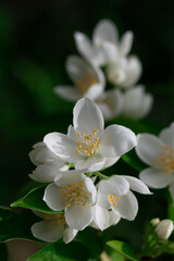 Wall Mural - Close up of jasmine flowers in a garden.