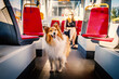 Dog in city public transport.