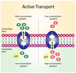 Active transport across the cell membrane. Substance movement against concentration gradient requires energy, ATP. membrane transporters 