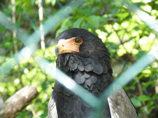 bird on a branch