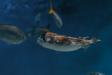 Amazing Close Up Of Fish In The Oceanarium