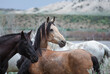 Herd of western ranch horses being rounded up and driven to summer pastures 