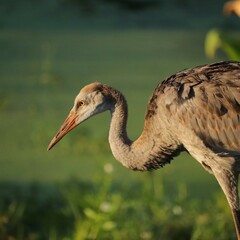 Sticker - Sweetwater Wetland Park Resident Star Sandhill Crane Adolescent Colt Growing up