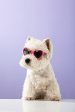 White Dog West Highland White Terrier, Wearing Glasses With Hearts On A Colored Background