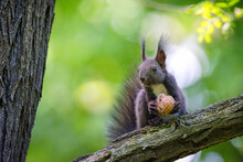 Close-up Of A Black Squirrel On The Tree Brunch