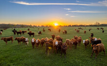 Cows At Sunset In La Pampa, Argentina. The Sun Sets On The Horizon As Cattle Graze In The Field.