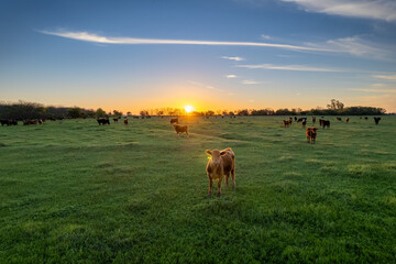 Wall Mural - Aerial view of cows loose in the field during the summer at sunset.