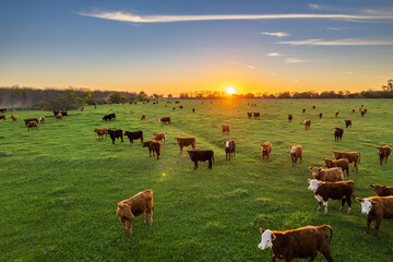 cows at sunset in la pampa, argentina. the sun sets on the horizon as cattle graze in the field.
