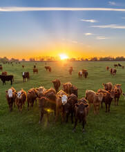 Cows At Sunset In La Pampa, Argentina. The Sun Sets On The Horizon As Cattle Graze In The Field.