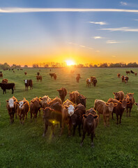 Cows at sunset in La Pampa, Argentina. The sun sets on the horizon as cattle graze in the field.