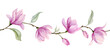 Magnolia seamless Border. Watercolor pattern with branches and pink Flowers. Ornament for wedding invitations or greeting cards