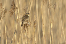 Sedge Warbler (Acrocephalus Schoenobaenus) Singing In The Reeds.