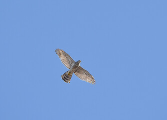 Young northern goshawk (Accipiter gentilis) flying  in the sky.