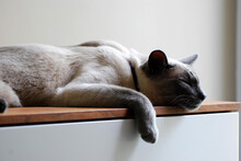 Siamese Cat Kitten Sleeping Resting Blue Eyes 