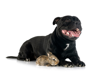 Canvas Print - staffordshire bull terrier and rabbit