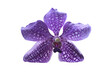 Isolated violet vanda orchid with clipping paths.
