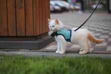 Cute Fluffy Kitten Walking On The Leash Outdoor. 