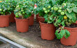 © Jotagp - plants in pots, tomatoes
