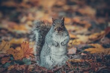 A Grey English Squirrel In The Park.