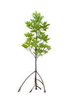 Mangrove Tree With Prop Root And Aerial Roots Isolated On White Background.