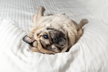 Portrait Of A Senior Beige Pug Lying In The Bedroom On White Bedding