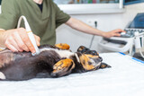 Fototapeta  - Dog having ultrasound scan in vet office.Little dog terrier in veterinary clinic.