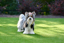 Gorgeous Biewer Yorkshire Terrier Puppy On Artificial Grass With Black White And Gold Long Hair. Puppy Fence Background.

