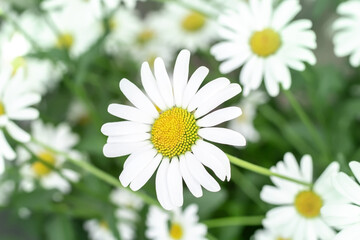 Wall Mural - White chamomiles flower summer flowerbed background