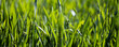 grass natural, field close up